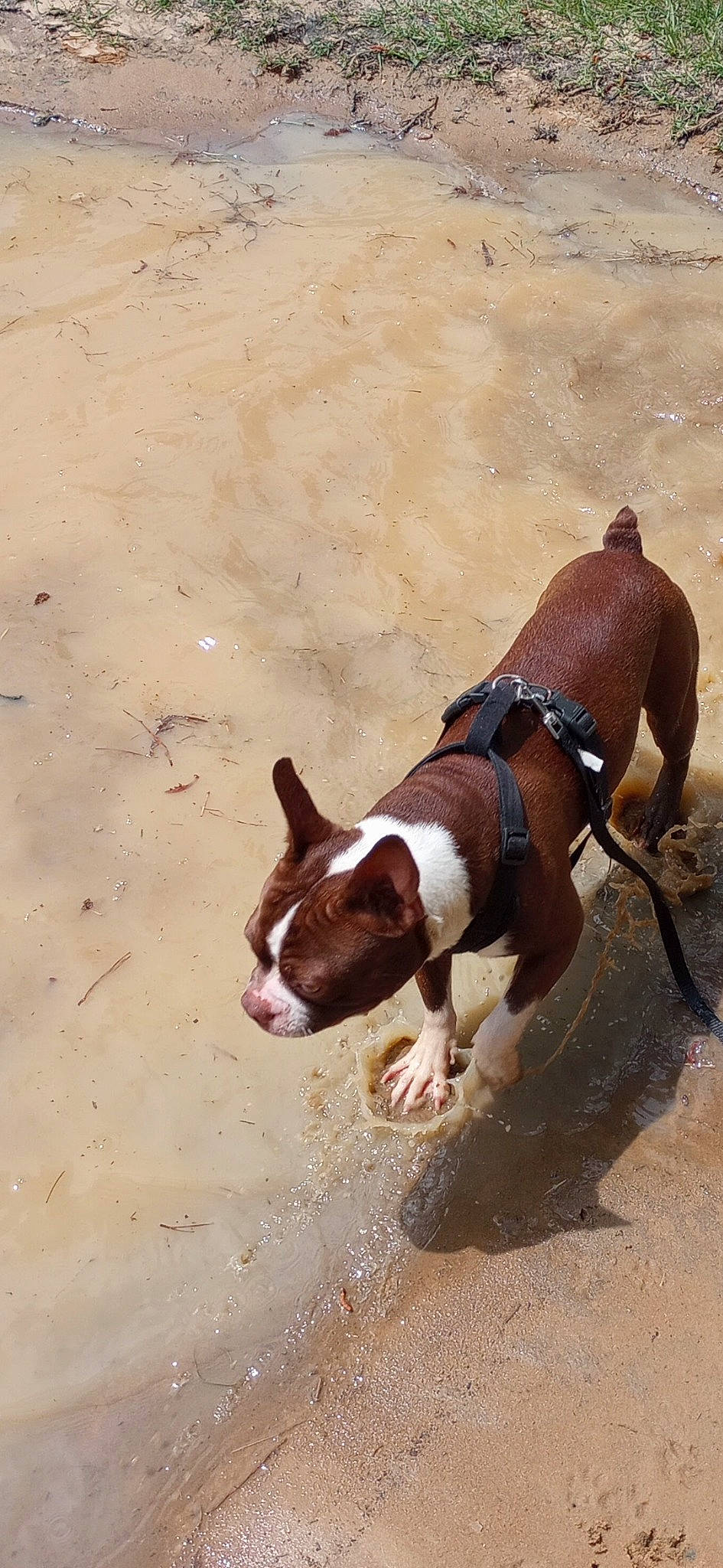 Duke joined the competition — help win amazing prizes! beach, braque_francais, canidae, carnivore, collar, companion_dog, dog, dog_breed, dog_collar, dog_supply, fawn, hound, liver, pet_supply, sand, snout, sporting_group, tail, terrestrial_animal, working_animal