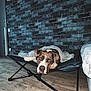 Mya participe au concours pour gagner de l'argent avec cette photo : animal, bed, blanket, brick_wall, brown_dog, canine, clock, cot, cozy, dog, floor, furniture, home, indoor, looking_at_camera, pet, relaxed, resting, white_paws, wood_floor