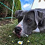 animal, blue_sky, brown_eyes, calm, close_up, daisy, daytime, dog, ears, fence, flower, garden, grass, greenery, house, nature, outdoor, pet, resting, snout