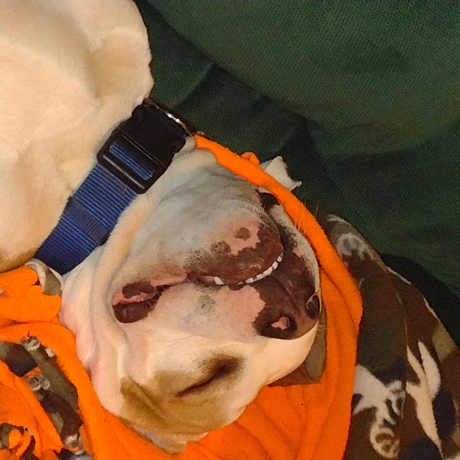 Juice is registered to the contest to win money with this photo: canidae, carnivore, comfort, companion_dog, dog, dog_breed, dog_clothes, dog_supply, fawn, fur, jaw, non_sporting_group, orange, personal_protective_equipment, pet_supply, snout, sporting_group, working_animal