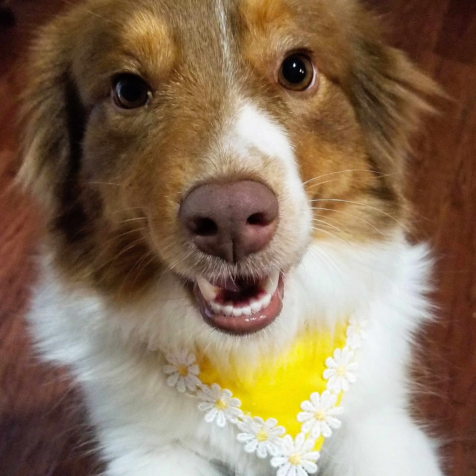 Daisy