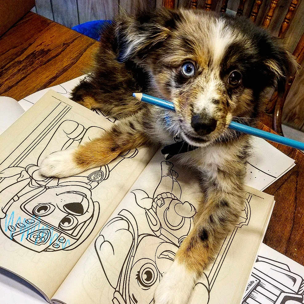 Rascal is registered to the contest to win money with this photo: australian_shepherd, border_collie, canidae, carnivore, companion_dog, dog, dog_breed, fur, herding_dog, koolie, mammal, miniature_australian_shepherd, puppy, sporting_group, whiskers, working_dog