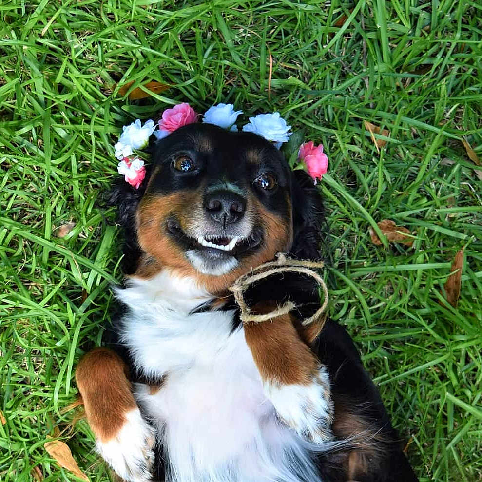 Darla