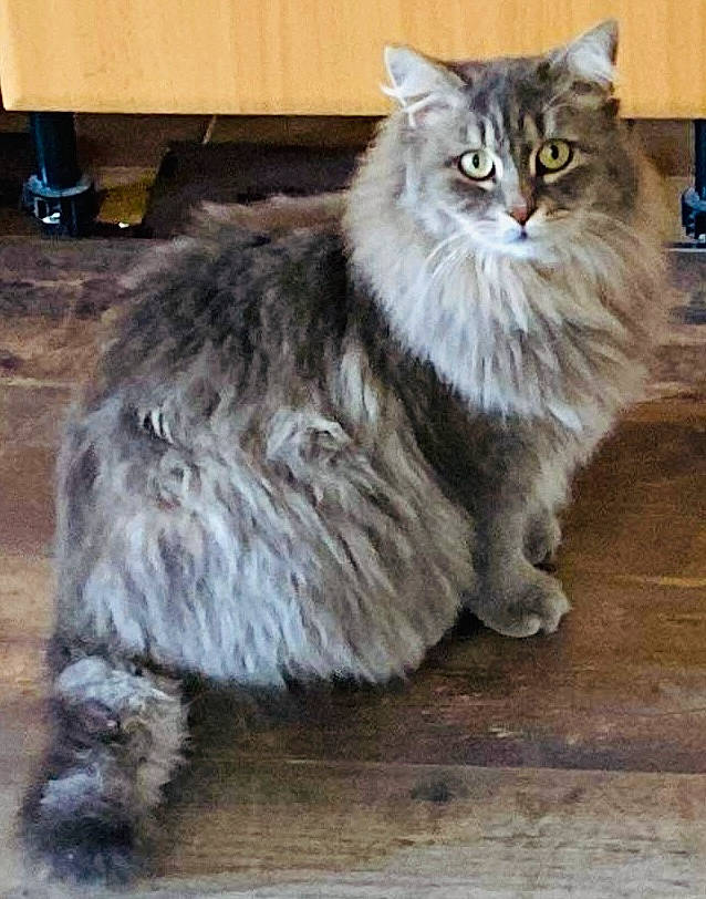 Bichette participe au concours pour gagner de l'argent avec cette photo : art, box, british_longhair, carnivore, carton, cat, claw, domestic_short_haired_cat, fawn, felidae, fur, maine_coon, norwegian_forest_cat, paw, plant, small_to_medium_sized_cats, tail, terrestrial_animal, whiskers, wood