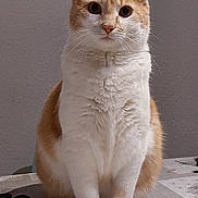Boulinet a rejoint le concours — aidez-le/la à gagner de superbes lots ! cat, orange_cat, white_cat, pet, animal, sitting, table, indoor, fur, whiskers, ears, eyes, tail, paws, curious, domestic_cat, cute, feline, portrait, looking