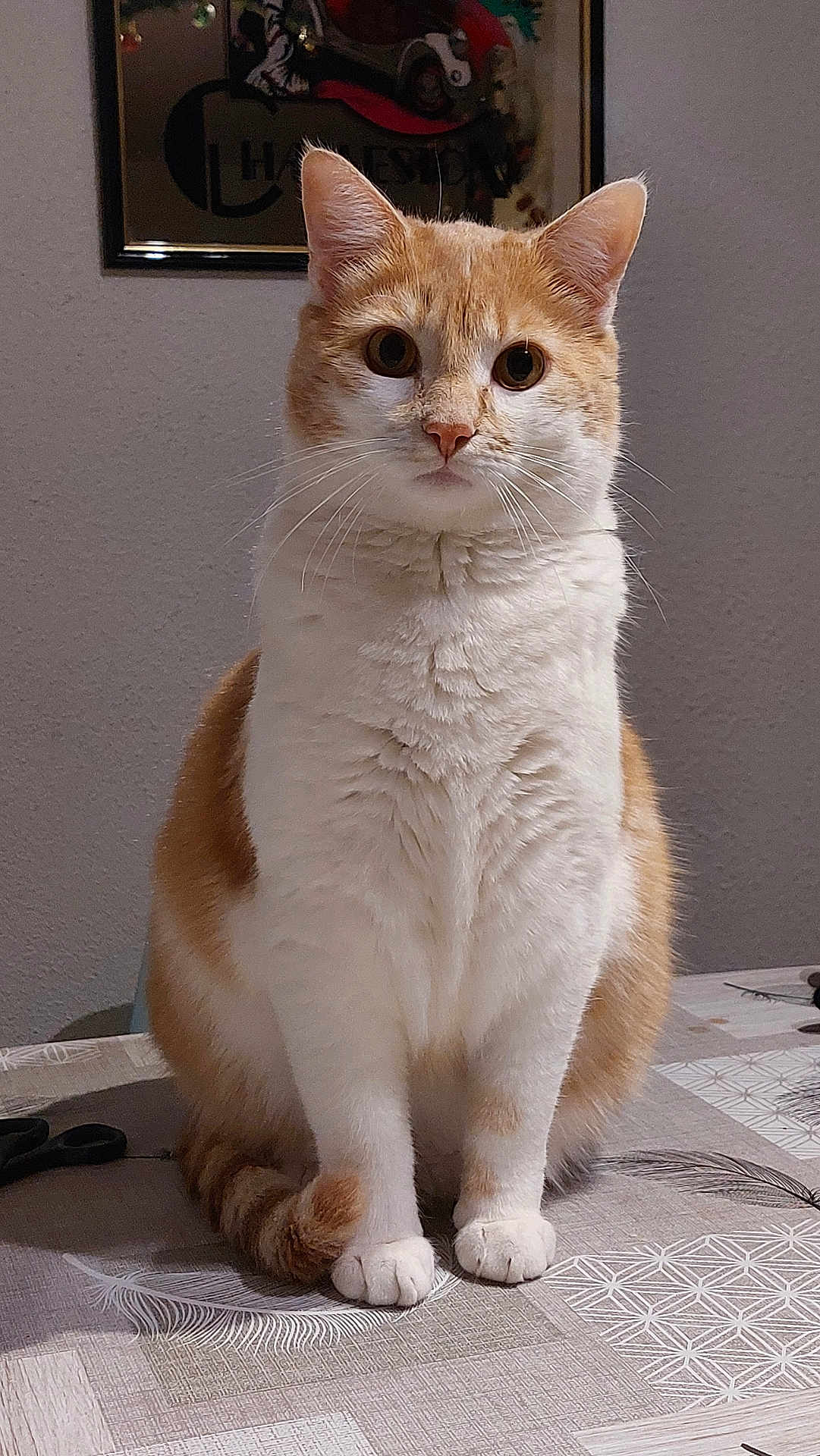 Boulinet a rejoint le concours — aidez-le/la à gagner de superbes lots ! cat, orange_cat, white_cat, pet, animal, sitting, table, indoor, fur, whiskers, ears, eyes, tail, paws, curious, domestic_cat, cute, feline, portrait, looking