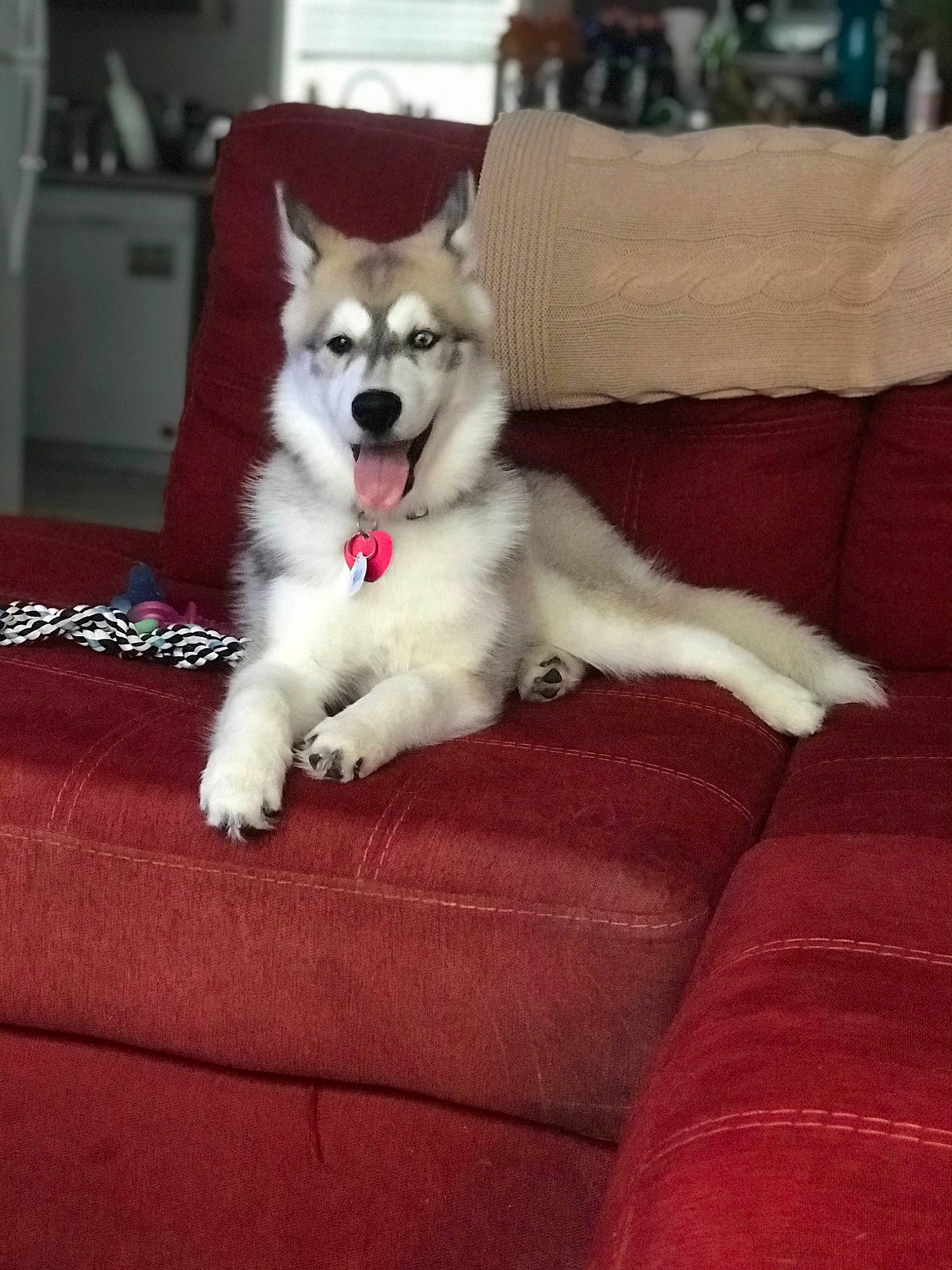 Aurora Moon is registered to the contest to win money with this photo: canidae, carnivore, comfort, companion_dog, couch, dog, dog_breed, dog_supply, flooring, fur, non_sporting_group, paw, sporting_group, volpino_italiano, working_animal, working_dog