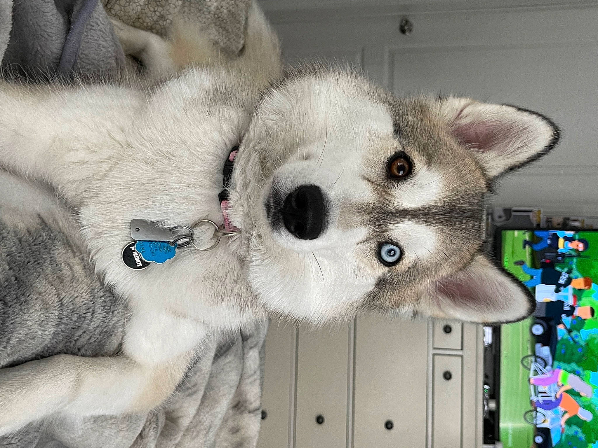 Aurora Moon joined the competition — help win amazing prizes! balinese, carnivore, cat, collar, comfort, domestic_short_haired_cat, fawn, felidae, fur, grey, paw, shelf, small_to_medium_sized_cats, snout, tail, thai, whiskers