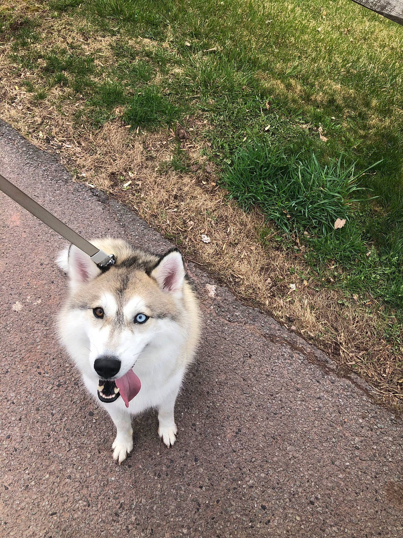 Aurora Moon joined the competition — help win amazing prizes! ancient_dog_breeds, asphalt, canidae, carnivore, collar, companion_dog, dog, dog_breed, grass, groundcover, plant, road_surface, sled_dog, snout, soil, sporting_group, tail, terrestrial_animal, working_animal, working_dog