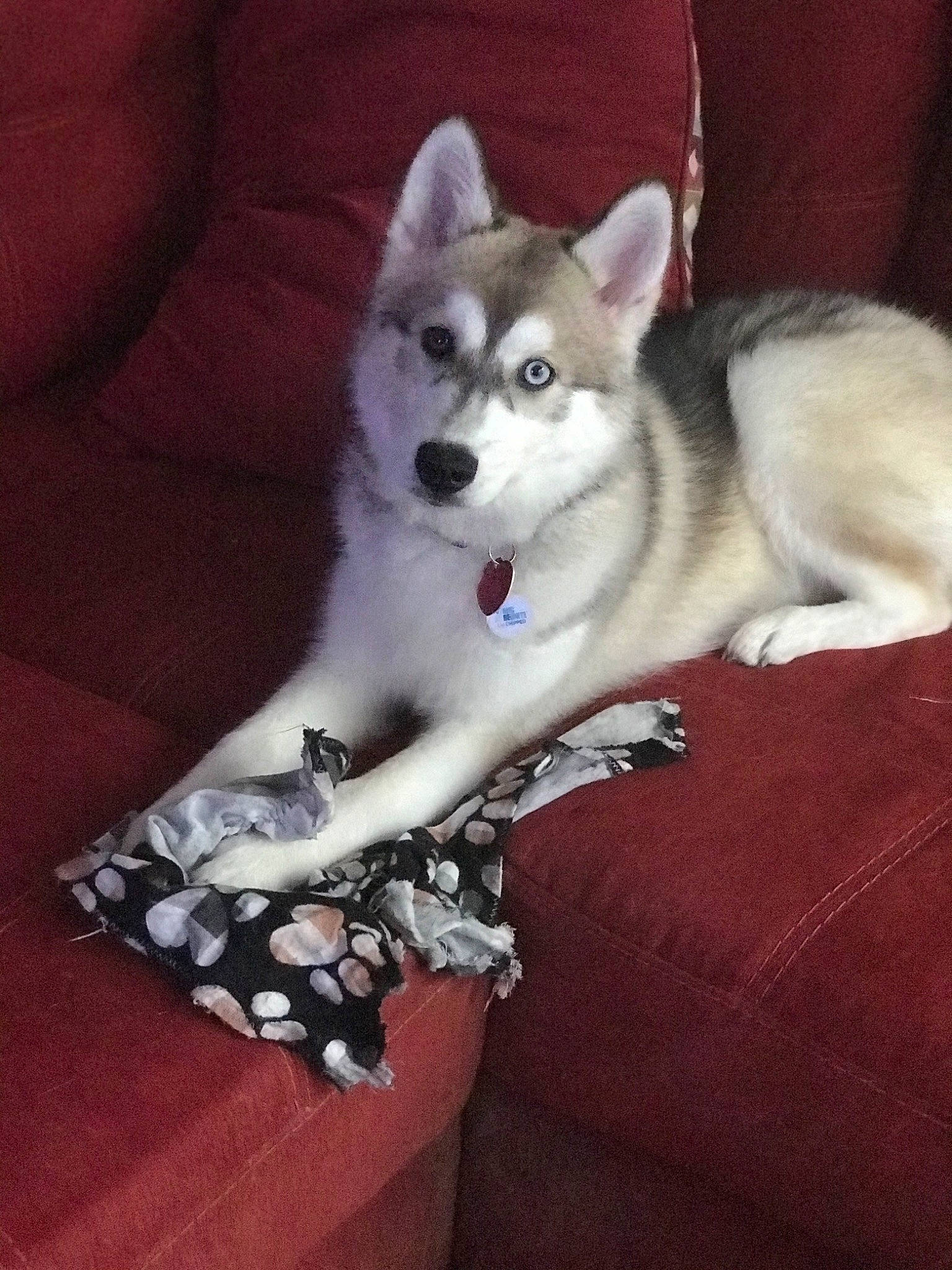 Aurora Moon is registered to the contest to win money with this photo: canidae, carnivore, comfort, companion_dog, dog, dog_breed, dog_supply, fur, non_sporting_group, paw, sitting, sled_dog, terrestrial_animal, working_animal, working_dog