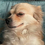 Icecream joined the competition — help win amazing prizes! animal, canine, close_up, companion, cream_color, cushion, cute, dog, domestic_animal, fluffy, fur, furry, indoor, pet, portrait, relaxed, resting, side_view, sleepy, smirk