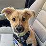 puppy, dog, car_seat, harness, pet, animal, cute, ears, fur, looking, indoor, vehicle, seat_belt, window, young_dog, canine, brown_fur, black_nose, whiskers, collar