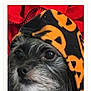 Lola is registered to the contest to win money with this photo: dog, pet, close_up, portrait, costume, hood, black, orange, fur, animal, cute, face, eyes, whiskers, expression, red_background, cozy, small_dog, indoors, canine
