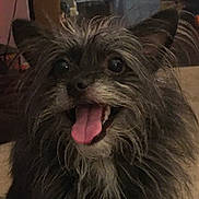 Lola joined the competition — help win amazing prizes! dog, pet, tongue_out, happy, fluffy, fur, ears, indoor, closeup, animal, smiling, cute, face, portrait, furry, friendly, companion, domestic, canine, scruffy