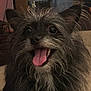 dog, pet, tongue_out, happy, fluffy, fur, ears, indoor, closeup, animal, smiling, cute, face, portrait, furry, friendly, companion, domestic, canine, scruffy