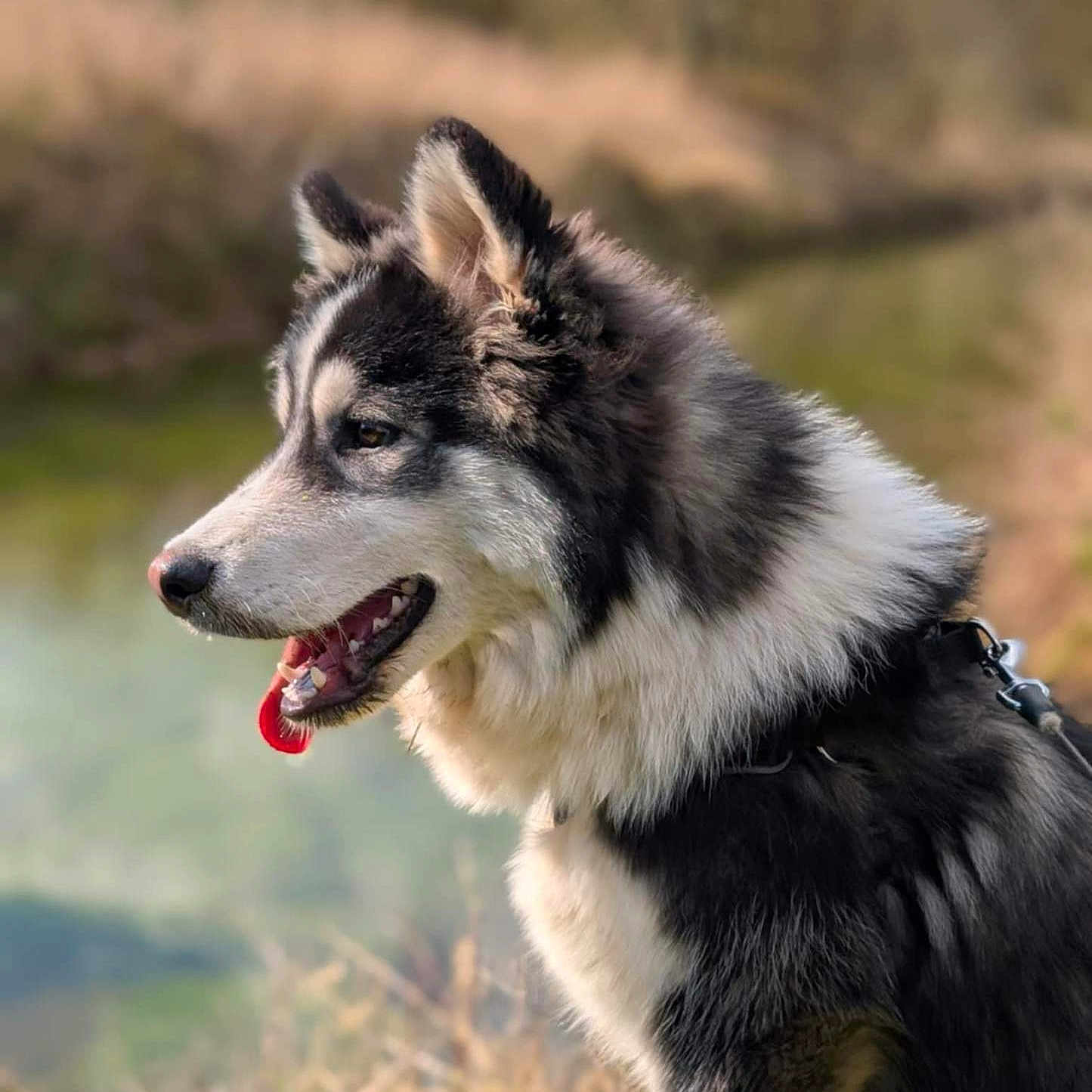 Vegas a rejoint le concours — aidez-le/la à gagner de superbes lots ! animal, canine, collie, dog, eskimodog, grass, husky, nature, outdoors, person, pet, plant, puppy, snout, walkingdog, wolf