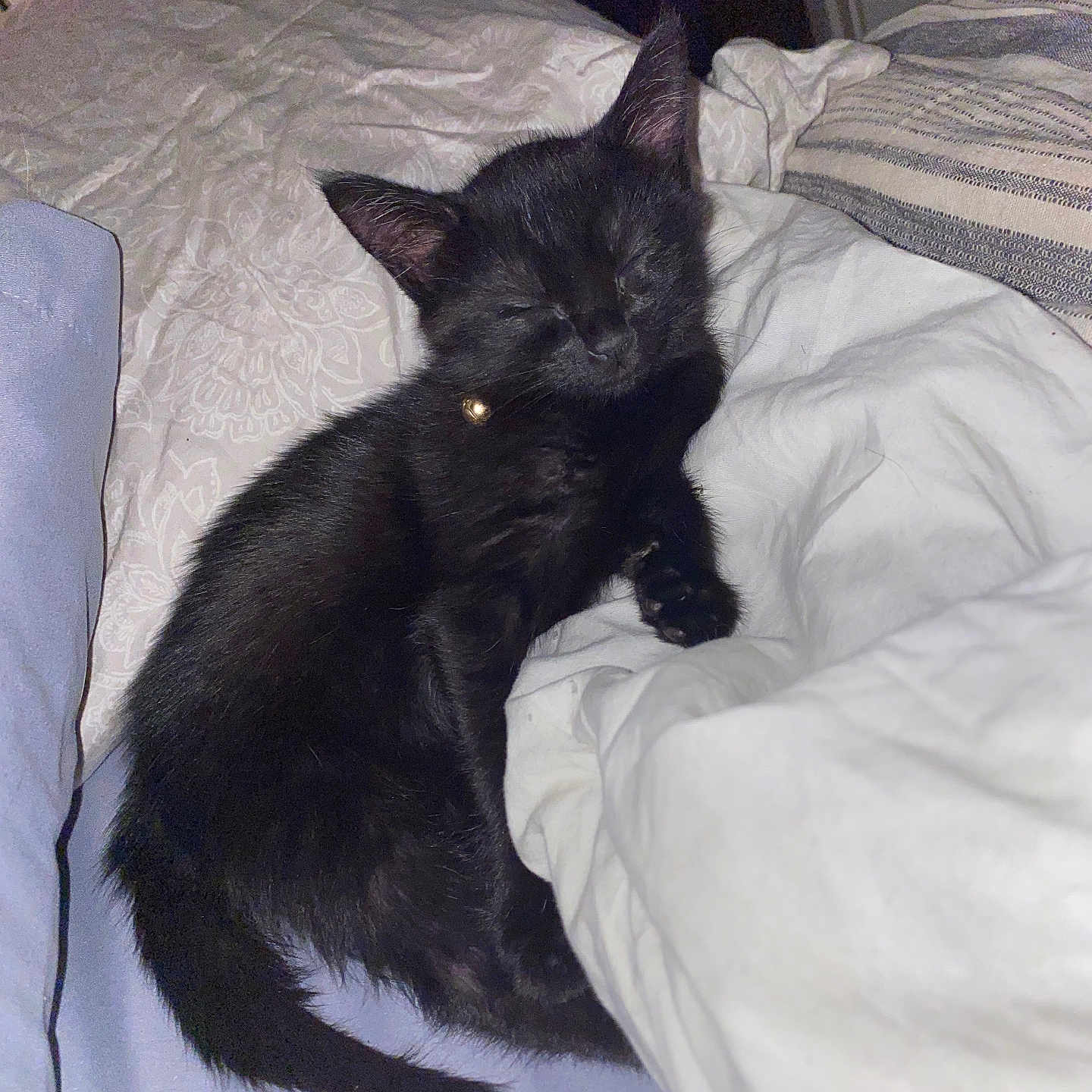 Mateo joined the competition — help win amazing prizes! black_kitten, cat, sleeping, bed, pillow, blanket, indoor, pet, fur, cute, resting, collar, small_animal, cozy, domestic_cat, animal, feline, soft_texture, relaxed, close_up