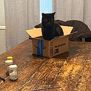 Mateo joined the competition — help win amazing prizes! black_cat, cat, cardboard_box, table, wooden_table, jars, indoor, curtains, furniture, pet, animal, cozy, domestic, box, chair, jacket, rustic, quiet, still_life, household