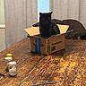 black_cat, cat, cardboard_box, table, wooden_table, jars, indoor, curtains, furniture, pet, animal, cozy, domestic, box, chair, jacket, rustic, quiet, still_life, household