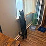 Mateo joined the competition — help win amazing prizes! black_cat, cat, window, curtain, wooden_floor, indoor, pet_bowls, ironing_board, green_bottle, wall, flooring, standing, curious, domestic, animal, feline, home, room, window_sill, natural_light
