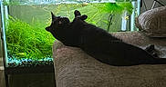 Mateo joined the competition — help win amazing prizes! black_cat, cat, fish_tank, aquarium, green_plants, cushion, ottoman, indoor, wooden_floor, pillow, relaxed, pet, animal, furniture, home, cozy, aquatic_plants, tank_water, curious, resting