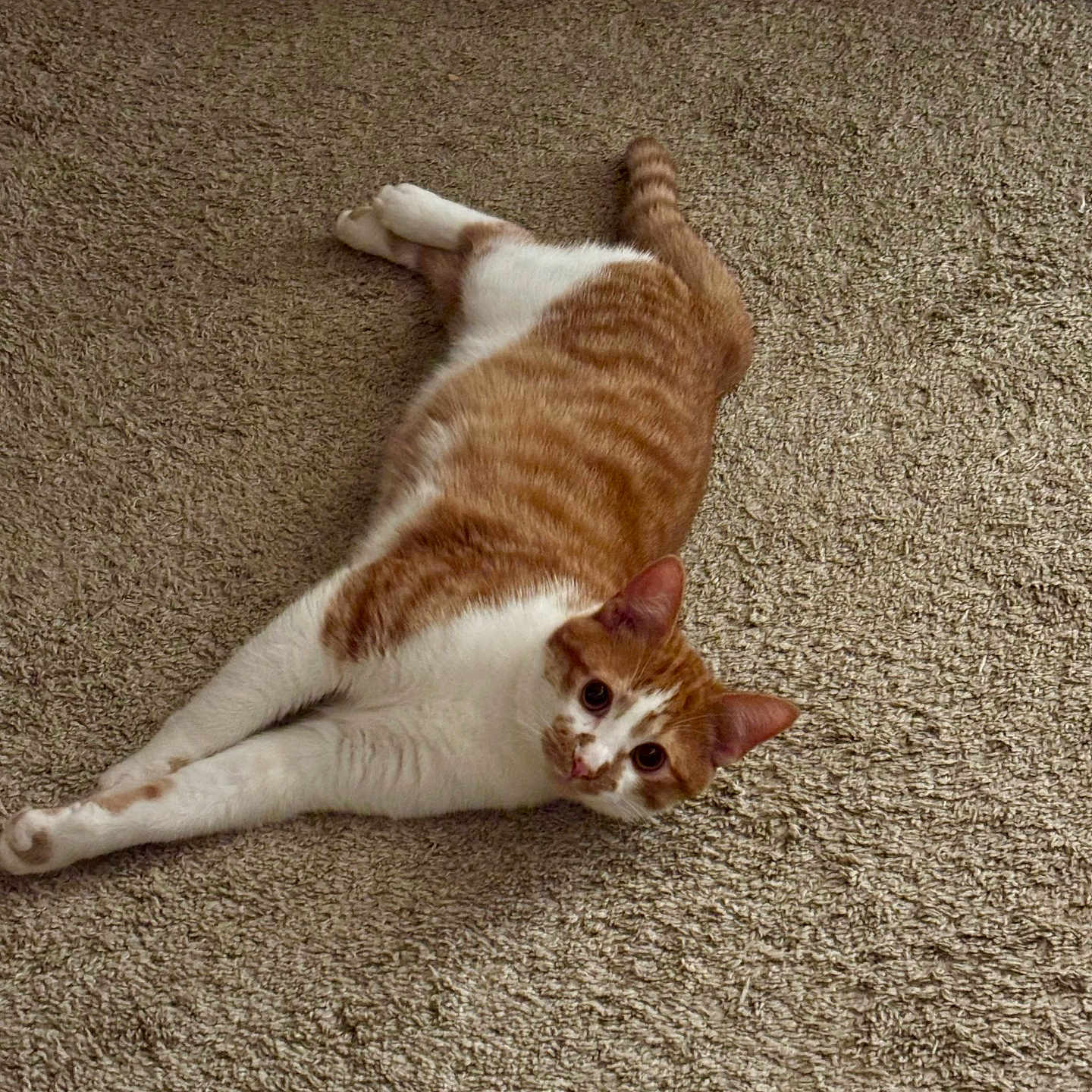 Sanemi is registered to the contest to win money with this photo: carpet, cat, domestic_animal, door, ears, eyes, fan, floor_texture, home_interior, indoor, looking_at_camera, lounging, orange_tabby, paws, pet, relaxed, striped, tail, whiskers, white_fur