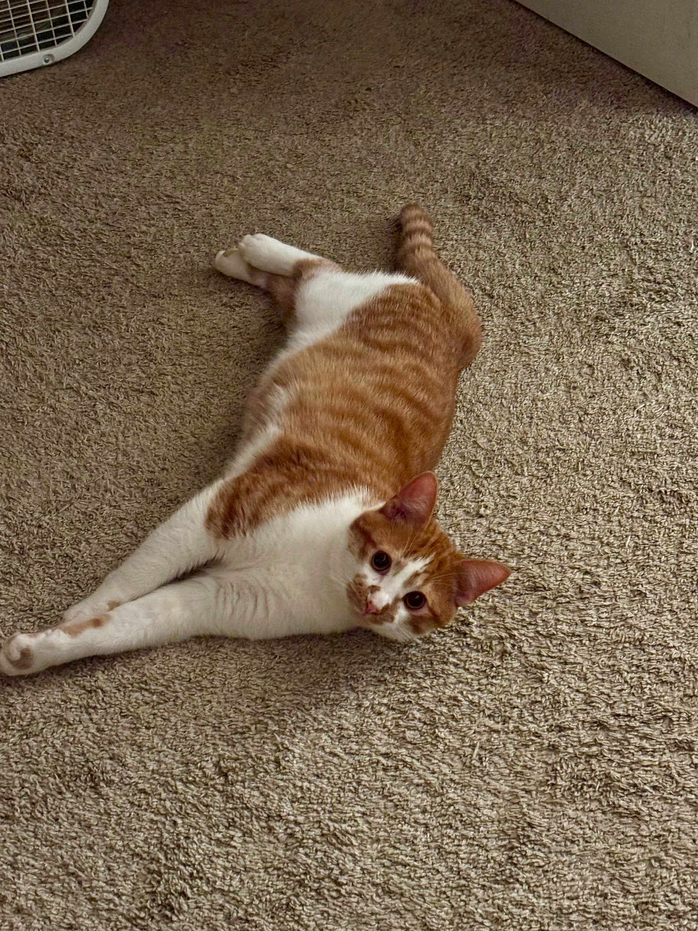 Sanemi is registered to the contest to win money with this photo: carpet, cat, domestic_animal, door, ears, eyes, fan, floor_texture, home_interior, indoor, looking_at_camera, lounging, orange_tabby, paws, pet, relaxed, striped, tail, whiskers, white_fur