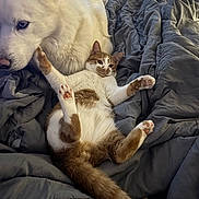 Sanemi joined the competition — help win amazing prizes! cat, dog, bed, blanket, grey_bedding, white_dog, orange_tabby, paws, paw_pads, fur, whiskers, tail, snout, close_up, indoor, cozy, relaxed, companionship, pet, belly_up
