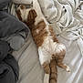 Sanemi joined the competition — help win amazing prizes! cat, ginger_cat, orange_and_white, bed, blanket, sheet, sleeping, stretched_out, paws, tail, fur, indoor, pet, cozy, nap, relaxing, domestic_animal, soft, bedroom, rumpled