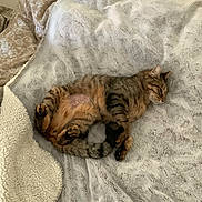 Juju a rejoint le concours — aidez-le/la à gagner de superbes lots ! cats, tabby_cats, sleeping, relaxed, belly_up, paws, fur, bed, blanket, bedding, floral_pattern, indoors, cozy, pet, domestic_animals, nap, cuddling, brown_fur, gray_fur, portrait