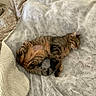 cats, tabby_cats, sleeping, relaxed, belly_up, paws, fur, bed, blanket, bedding, floral_pattern, indoors, cozy, pet, domestic_animals, nap, cuddling, brown_fur, gray_fur, portrait