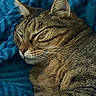 Juju participe au concours pour gagner de l'argent avec cette photo : cat, tabby, sleeping, asleep, pet, feline, fur, whiskers, ears, closed_eyes, nose, portrait, close_up, curled_up, cozy, blanket, blue, indoors, relaxed, nap