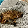Juju participe au concours pour gagner de l'argent avec cette photo : cats, two_cats, sleeping, resting, cuddling, blanket, fluffy_blanket, bed, indoors, cozy, relaxed, tabby_cat, orange_cat, brown_cat, long_fur, paws, belly_up, animal, pet, nap