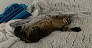Juju participe au concours pour gagner de l'argent avec cette photo : cat, tabby_cat, sleeping, stretching, lying_down, pet, animal, fur, striped_fur, bed, blanket, bedroom, indoor, cozy, relaxed, nap, fluffy, paws, tail, home