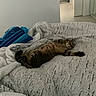 cat, tabby_cat, sleeping, stretching, lying_down, pet, animal, fur, striped_fur, bed, blanket, bedroom, indoor, cozy, relaxed, nap, fluffy, paws, tail, home