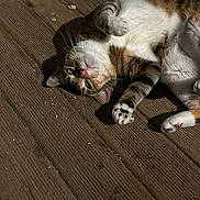 Selma participe au concours pour gagner de l'argent avec cette photo : animal, cat, closeup, cute, daylight, domestic, feline, fur, nature, outdoor, paws, pet, playful, relaxed, resting, striped, sunlight, tabby, whiskers, wooden_deck