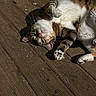 animal, cat, closeup, cute, daylight, domestic, feline, fur, nature, outdoor, paws, pet, playful, relaxed, resting, striped, sunlight, tabby, whiskers, wooden_deck