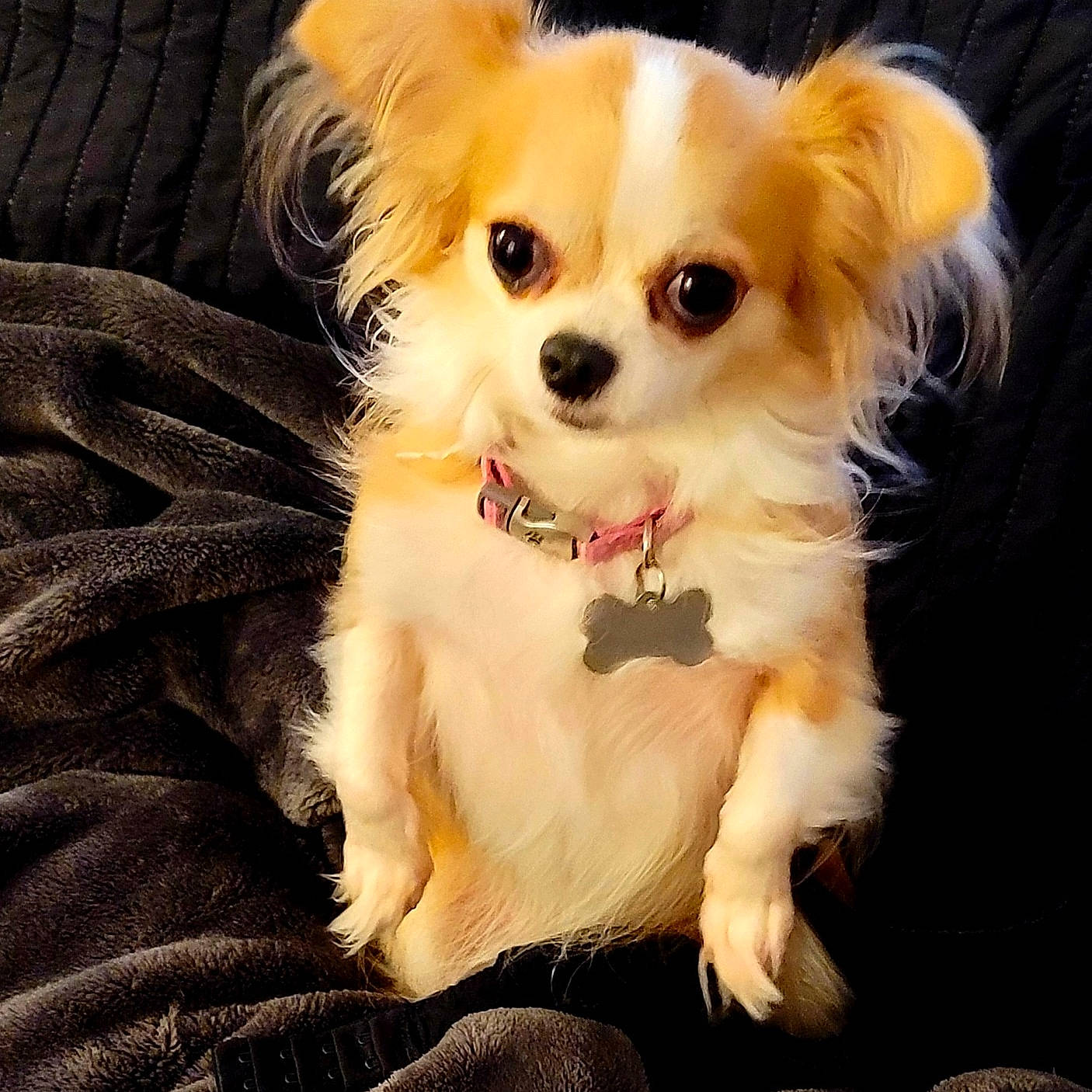 Maggie May is registered to the contest to win money with this photo: canidae, carnivore, chihuahua, companion_dog, dog, dog_breed, dog_supply, fawn, fur, german_spitz, maltepoo, pomeranian, russkiy_toy, small_greek_domestic_dog, snout, sporting_group, toy_dog, watch, whiskers, working_animal