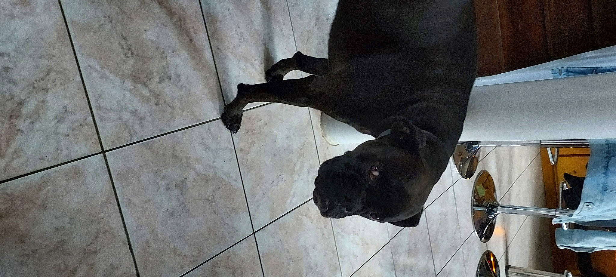 Princesse a rejoint le concours — aidez-le/la à gagner de superbes lots ! canidae, carnivore, dog_breed, floor, flooring, foot, fur, hardwood, human_leg, knee, leg, sneakers, snout, sporting_group, tail, thigh, tile, waist, wood, working_animal