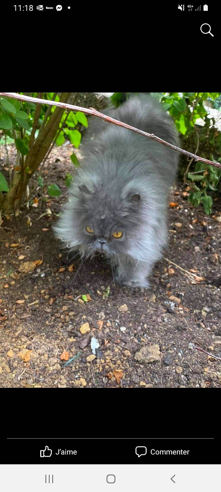 Dusty participe au concours pour gagner de l'argent avec cette photo : british_longhair, canidae, carnivore, cat, companion_dog, dog_breed, fawn, felidae, fur, grass, groundcover, persian, plant, sitting, small_to_medium_sized_cats, snout, soil, tail, terrestrial_animal, whiskers