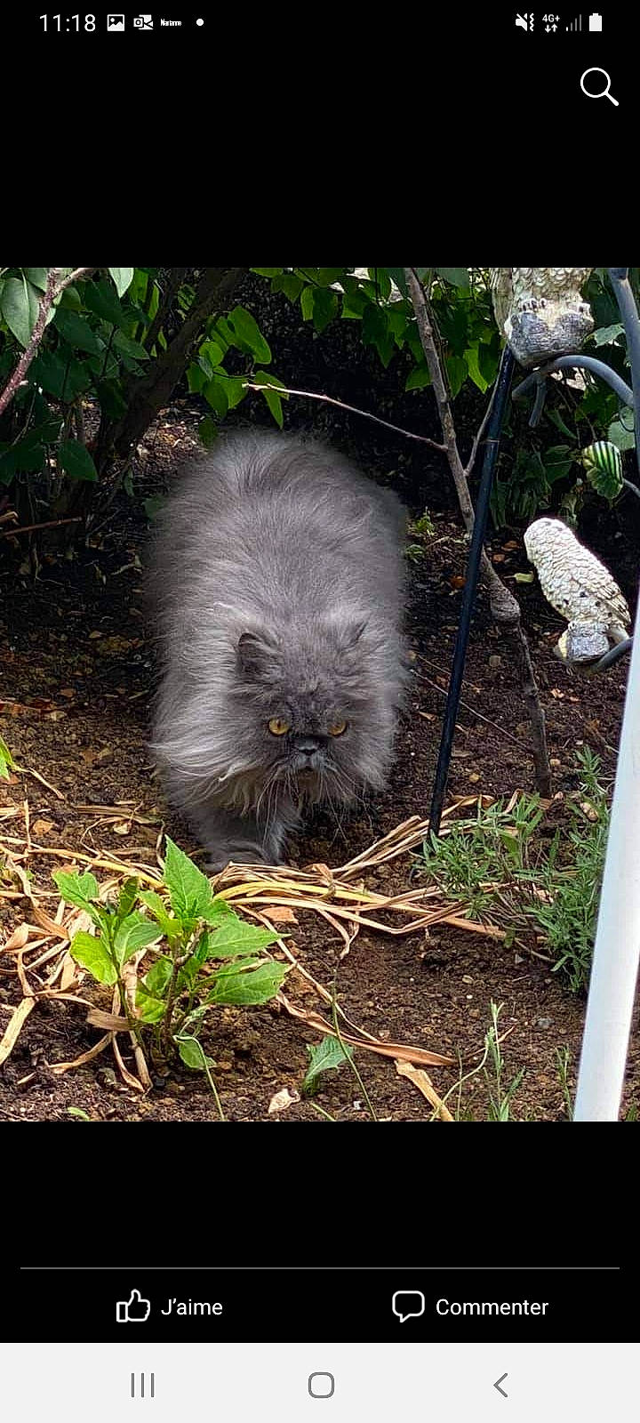 Dusty participe au concours pour gagner de l'argent avec cette photo : annual_plant, eye, fawn, felidae, fur, grass, groundcover, herb, marsupial, plant, shrubland, small_to_medium_sized_cats, snout, soil, terrestrial_animal, terrestrial_plant, whiskers, wildlife, wood, zoo