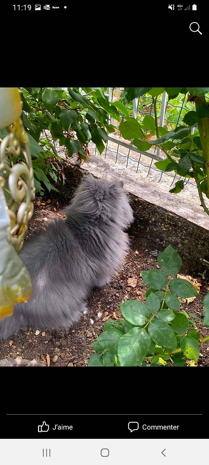 Dusty participe au concours pour gagner de l'argent avec cette photo : annual_plant, british_longhair, canidae, carnivore, cat, companion_dog, dog_breed, fawn, feather, felidae, flowering_plant, fur, grass, groundcover, petal, plant, small_to_medium_sized_cats, soil, tail, whiskers