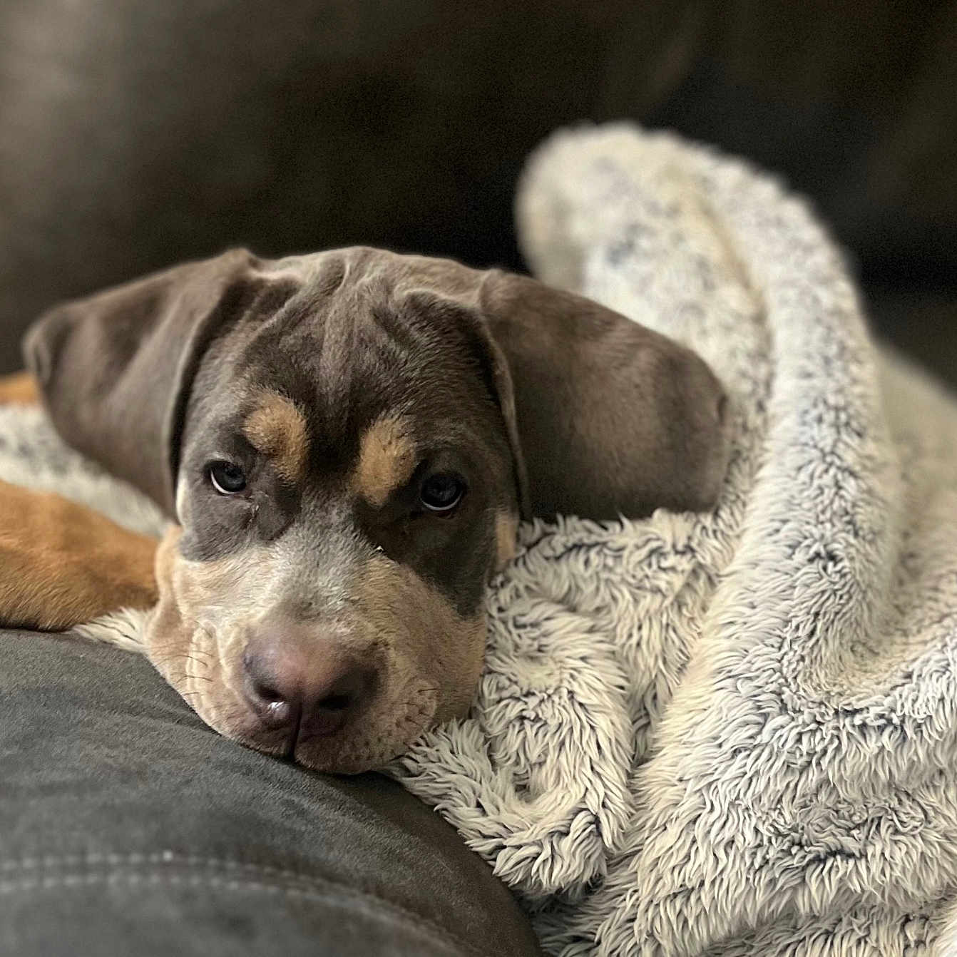 Nathena joined the competition — help win amazing prizes! animal, black, blanket, brown, closeup, comfort, couch, cozy, cute, dog, face, fur, indoors, pet, puppy, relaxation, resting, sleepy, soft, tan