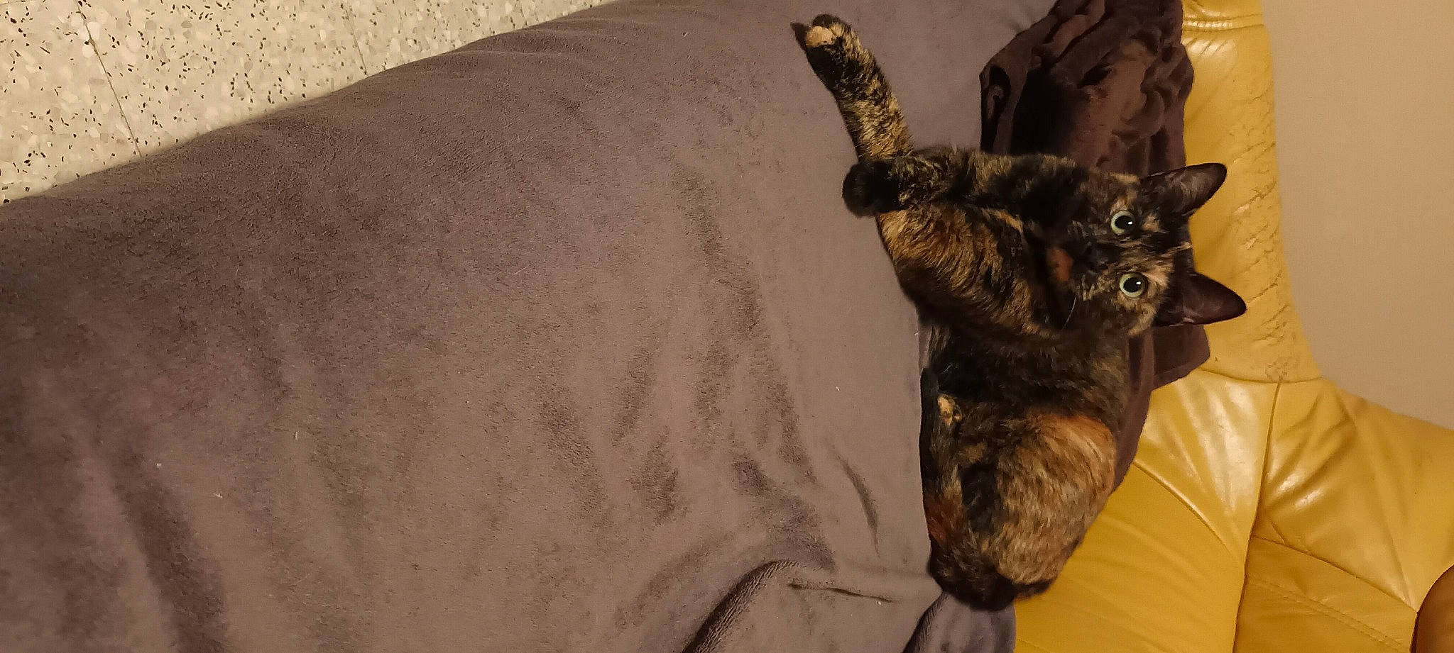 Nala a rejoint le concours — aidez-le/la à gagner de superbes lots ! bed, black_cat, carnivore, cat, claw, comfort, dog_breed, domestic_short_haired_cat, fawn, felidae, fur, hardwood, linens, paw, sleeve, small_to_medium_sized_cats, tail, terrestrial_animal, whiskers, wood