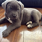 Zyla joined the competition — help win amazing prizes! animal, canine, close_up, cute, dog, domestic_animal, floor_reflection, fur, gray_fur, indoor, laying_down, leather_couch, pet, puppy, resting, side_view, soft_light, white_paws, wooden_floor, young_dog