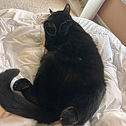 Binx joined the competition — help win amazing prizes! animal, bedroom, black_cat, carpet, cat, comforter, cozy, cute, fur, home, indoor, paw, pet, relaxed, resting, shelf, sleeping, tail, white_bedding, window_light