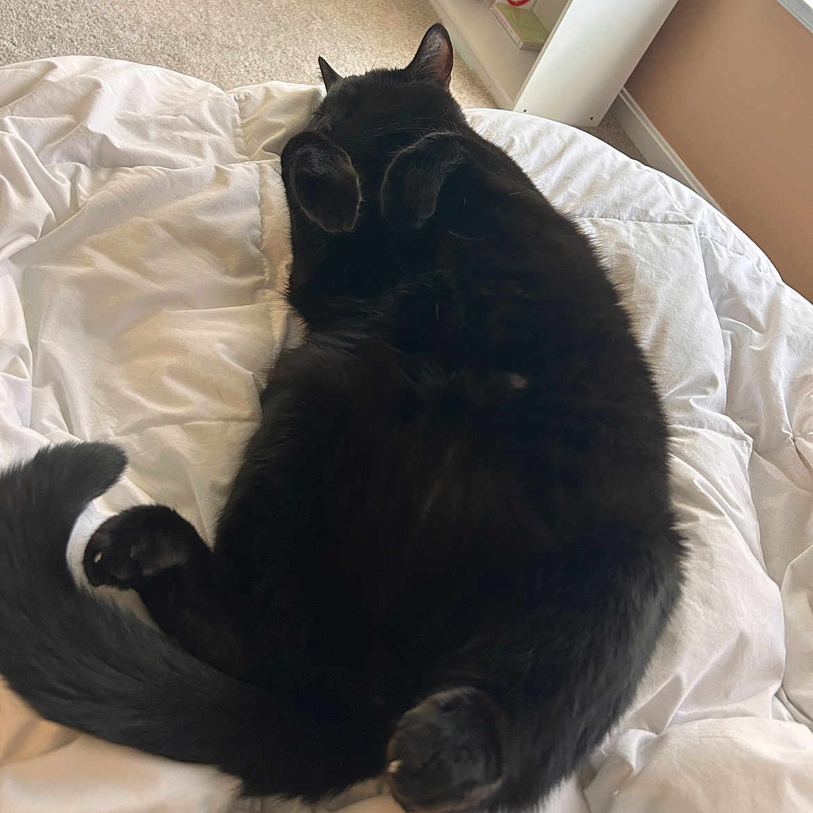 Binx joined the competition — help win amazing prizes! animal, bedroom, black_cat, carpet, cat, comforter, cozy, cute, fur, home, indoor, paw, pet, relaxed, resting, shelf, sleeping, tail, white_bedding, window_light