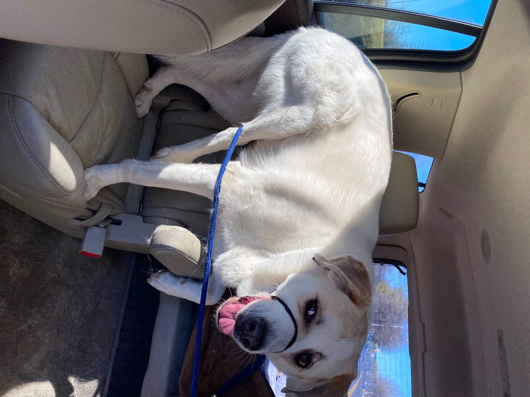 Lex joined the competition — help win amazing prizes! auto_part, automotive_design, automotive_exterior, car, car_seat, car_seat_cover, companion_dog, dog, family_car, fur, head_restraint, motor_vehicle, personal_luxury_car, seat_belt, snout, vehicle, vehicle_door, white, window, working_animal