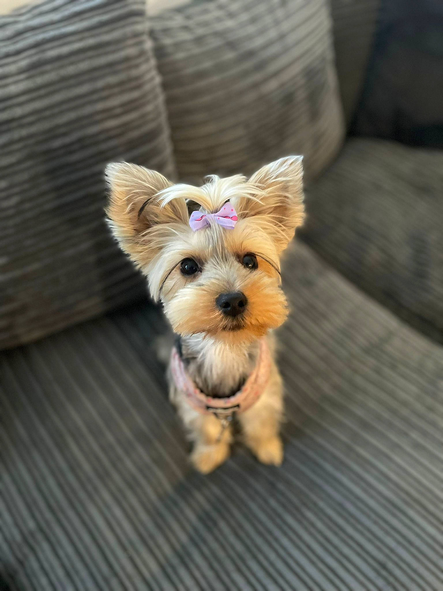 Ella joined the competition — help win amazing prizes! australian_terrier, carnivore, companion_dog, dog, dog_breed, dog_clothes, dog_supply, fawn, fur, hardwood, liver, small_terrier, snout, sporting_group, terrier, toy_dog, wood, working_animal, yorkipoo, yorkshire_terrier