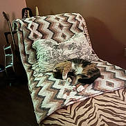 Annie joined the competition — help win amazing prizes! cat, sleeping_cat, blanket, pillow, chaise, chair, indoor, guitar, musical_instrument, patterned, cozy, pet, paws, fur, home, living_room, upholstery, wood_floor, nap, decorative